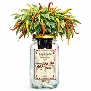 Medusa Pepper Indoor Garden Kit – Mason Jar Hydroponic Pepper Grow Kit – Windowsill Countertop Pepper Plant – Grow Ornamental Chili Peppers Indoors