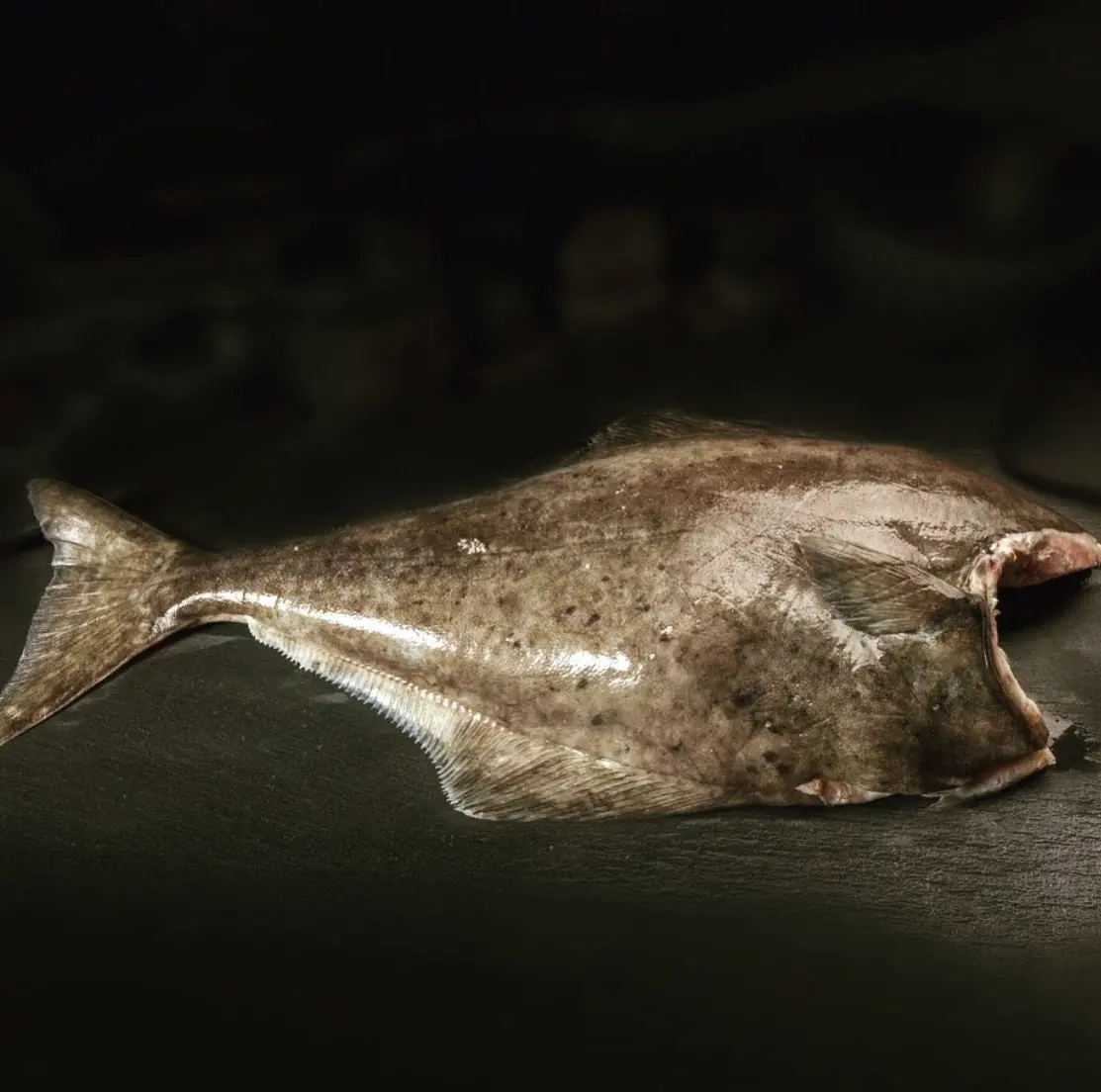 Pacific Halibut – Delivered Chilled from Global Seafoods