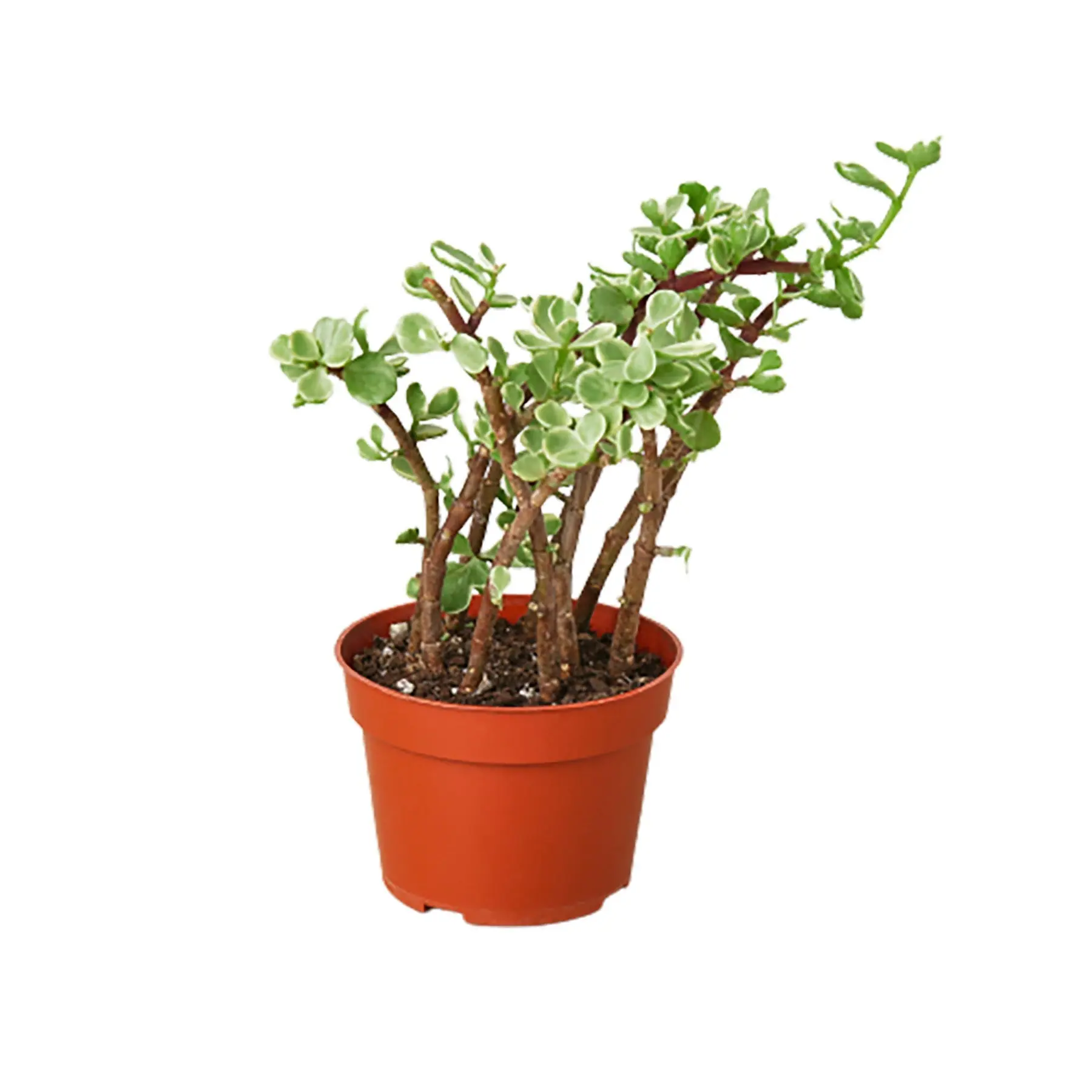 Succulent Rainbow Elephant Bush (Portulacaria afra)