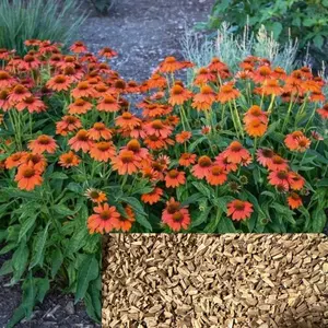 Green River 50 Adobe Orange Coneflower Seeds - Flower Seed Pack, Perennial Echinacea Variety, Fast-Growing Outdoor Plants for Pollinator Gardens, Clearance Flower Seeds for Full Sun