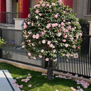 50 Mixed Camellia Seeds - Unique Evergreen Shrub for Stunning Landscapes - Easy to Grow