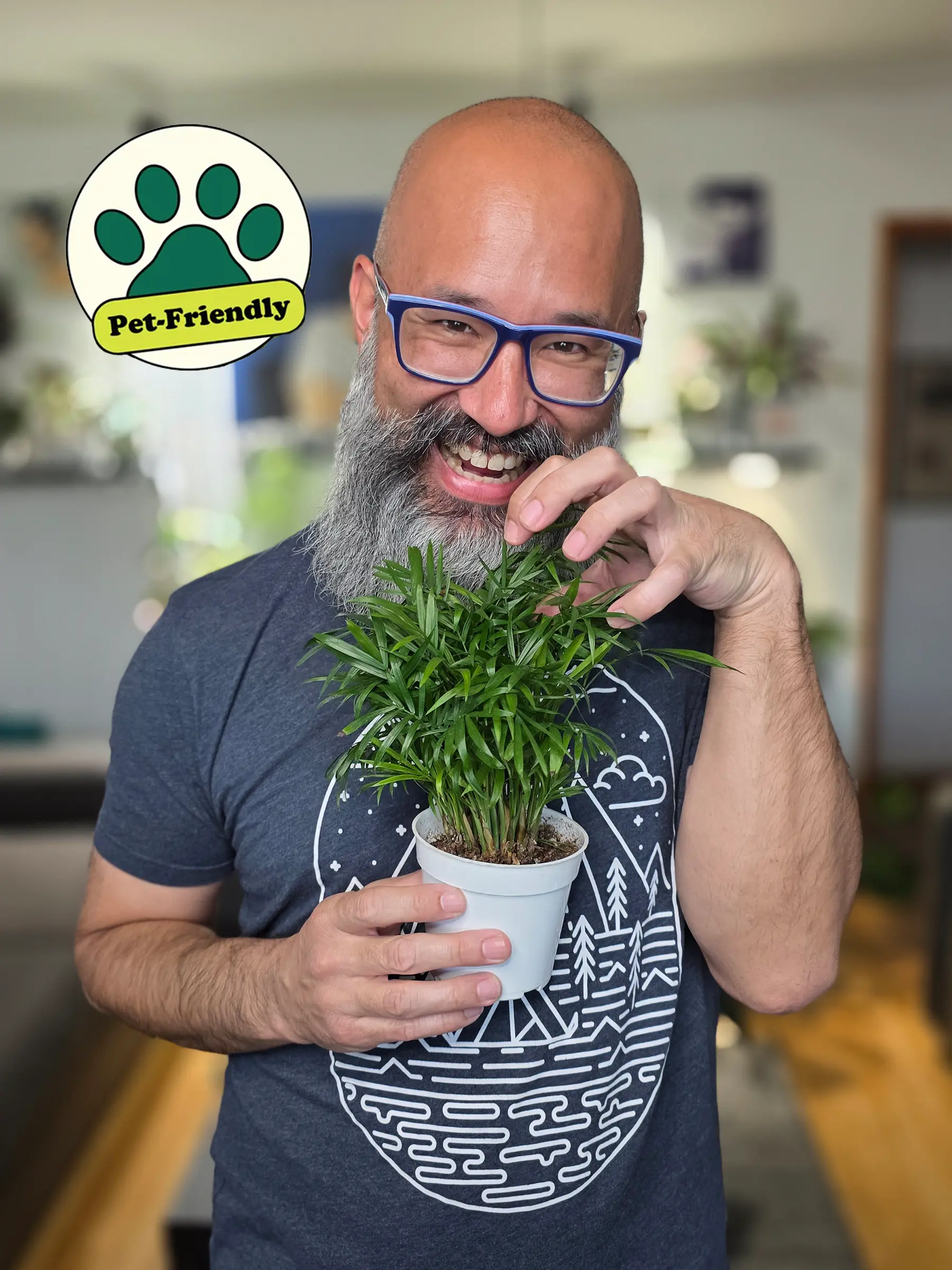 Parlor Palm, Chamaedorea Seifrizii, Live Houseplant, Indoor Plant