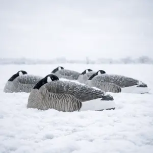 Z1 Flocked Sleeper Canada Shells