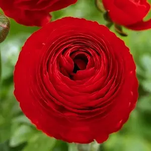 CZ GRAIN Red Ranunculus Bulbs for Planting - Ideal for Growing in Pots and Containers
