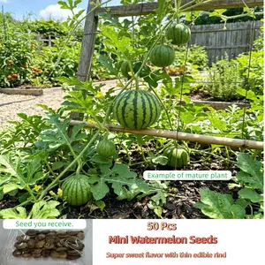 50PCS Sweet Mini Watermelon Seeds – Thin Rind, Fast-Growing for Small Spaces & Garden  Easy to Plant