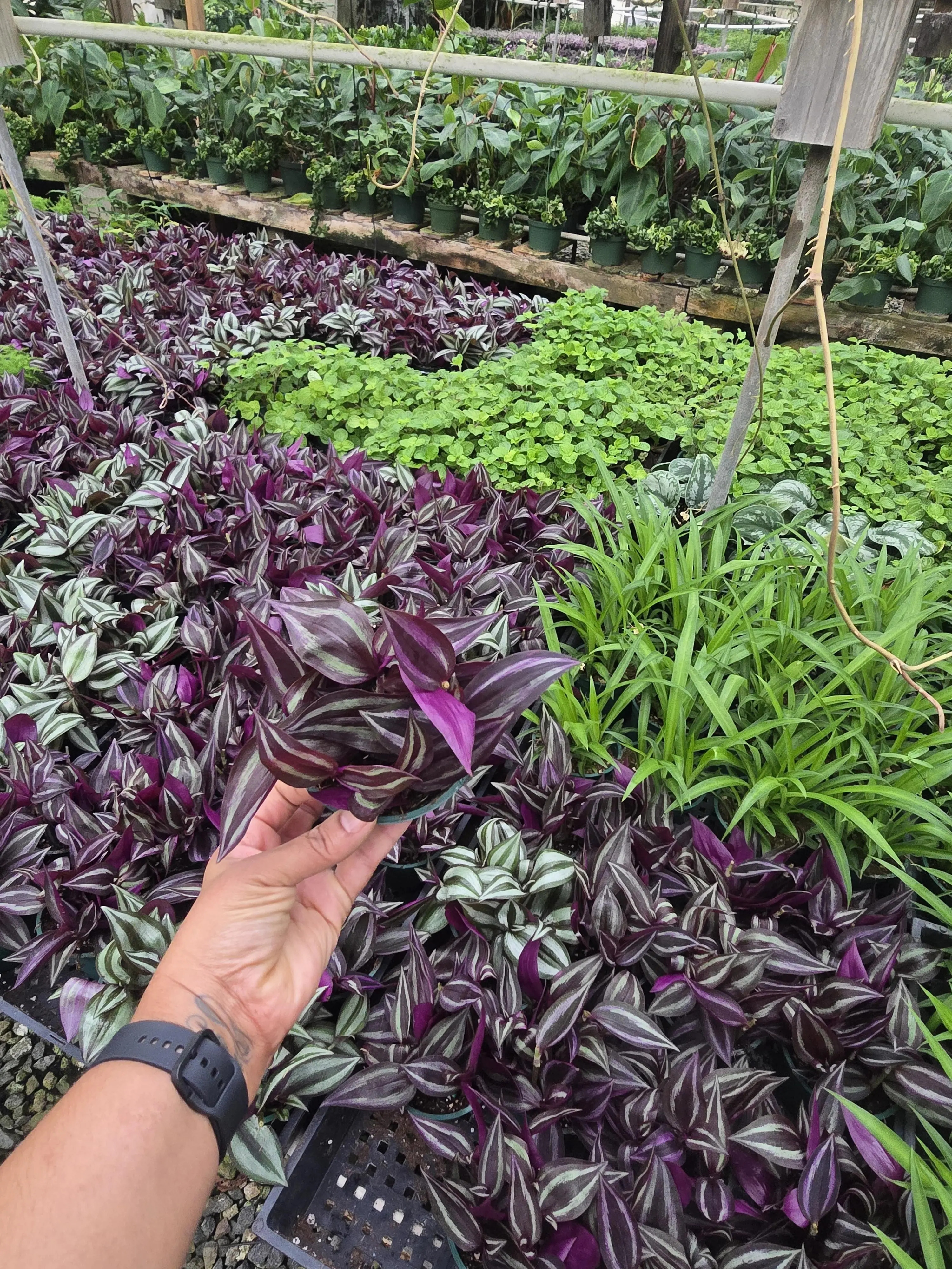 Tradescantia Zebrina Purple - Striking Trailing Plant with Purple Silver &  Green Striped Leaves Easy Care 4-inch Pot Ideal for Hanging or Shelf  Accents - TikTok Shop