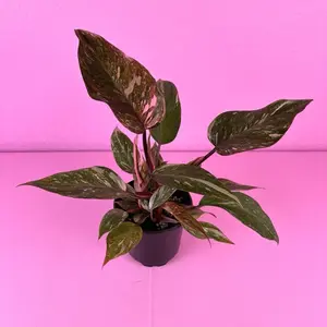 RARE Philodendron Pink Princess Marbled 4” | Marbled Pink Princess | Collector Plant