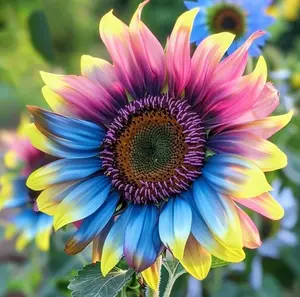 50pcs Rare Blue Sunflower Seeds – Unique, Bright Blue Blooms for Outdoor Planting – Non-GMO Heirloom Seeds for Home Garden Décor, Easy to Grow & Eye-Catching in Summer Landscapes