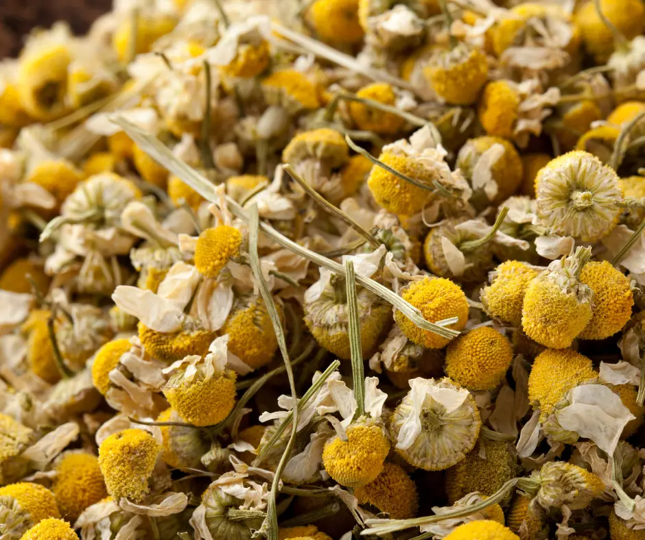 Chamomile (Matricaria chamomilla) – Organic Flower, 1 oz – Calm, Sleep & Relaxation Herb