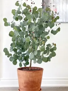 Eucalyptus Seeds Non-GMO Easy to Grow Fragrant Evergreen Plant for Home Garden Balcony & Backyard Perfect for Fresh Air Decoration