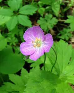 5 Rhizomes Wild Geranium – Hardy Underground Stems - Fast-Growing - Suitable for Tropical and Temperate Climates - No Ship To AK, HI & P.R.