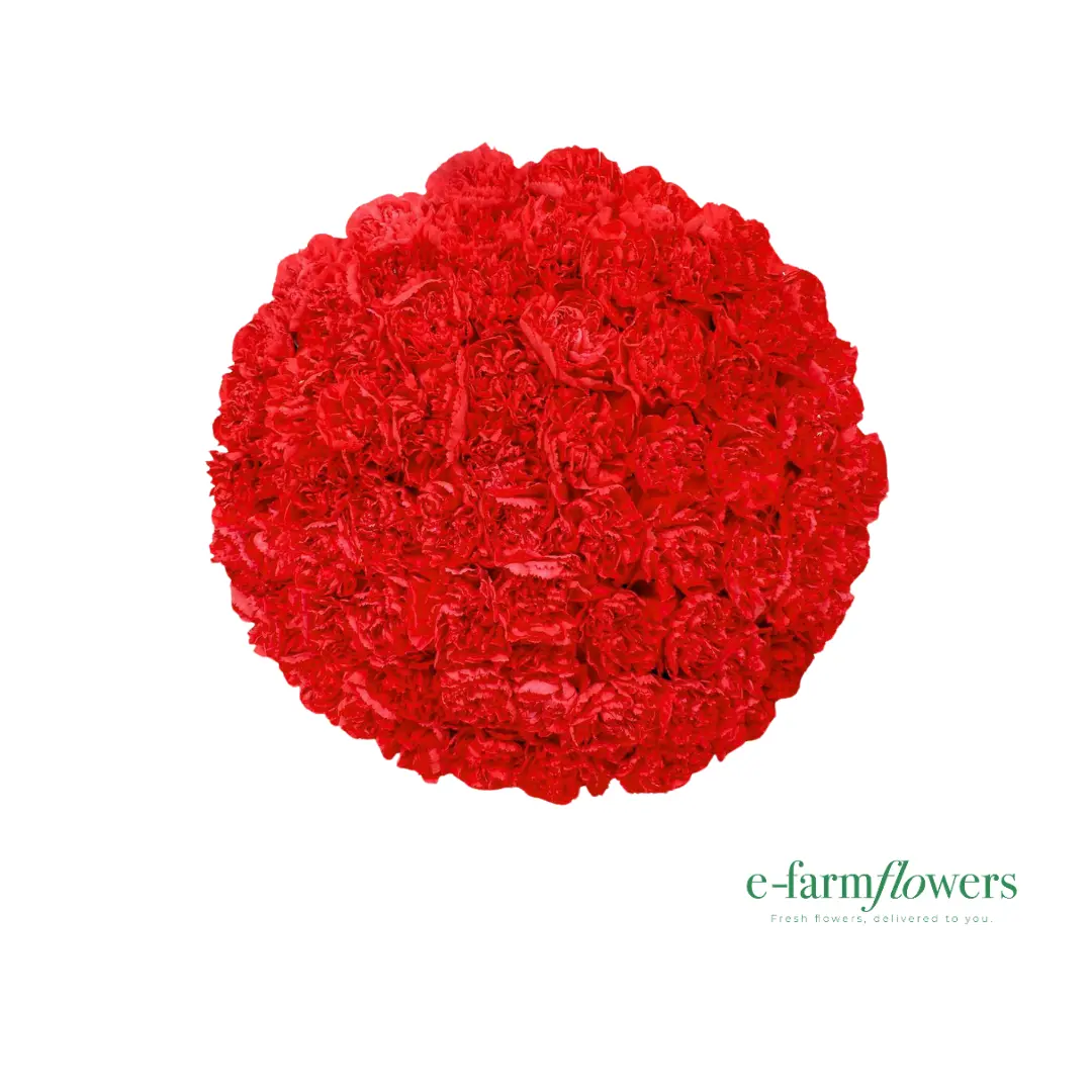 100 Stems Carnations Fresh Cut Flowers - Decorative for Home Decor