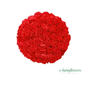 100 Stems Carnations Fresh Cut Flowers - Decorative for Home Decor