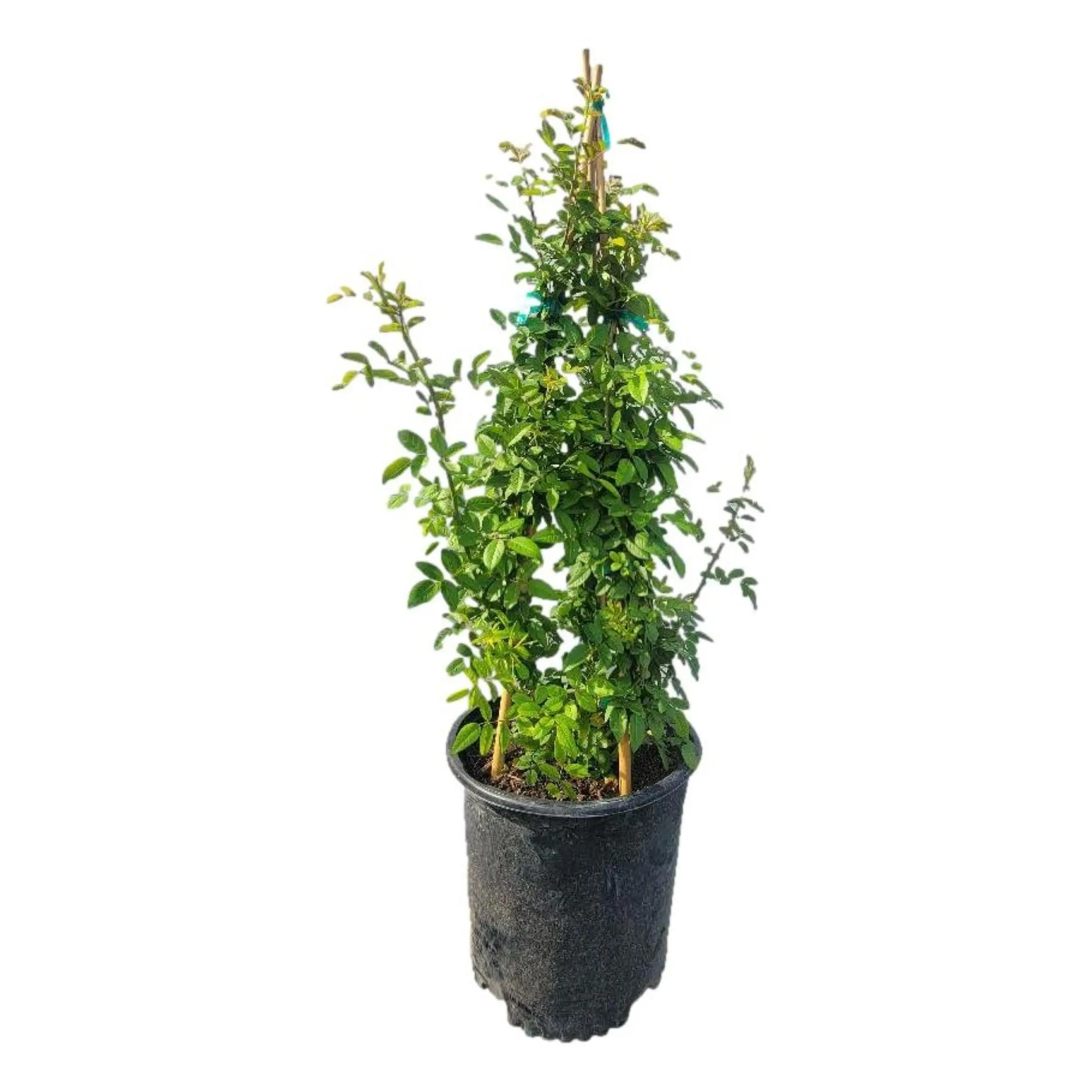 Peggy Martin Climbing Rose