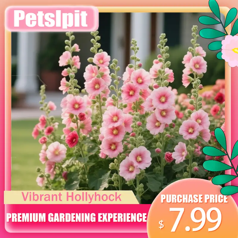 【PetalPit】Promise: Germinate or Refund]500PCS+ Hollyhock Seeds – Colorful Tall Blooms, Heirloom & Non-GMO, Perfect for Fences, Borders & Cottage Garde