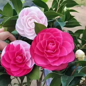 20+ Mixed Perennial Camellia Flower Seeds for Planting Outdoor- Flower Seeds-Elegant Blooms for Your Garden