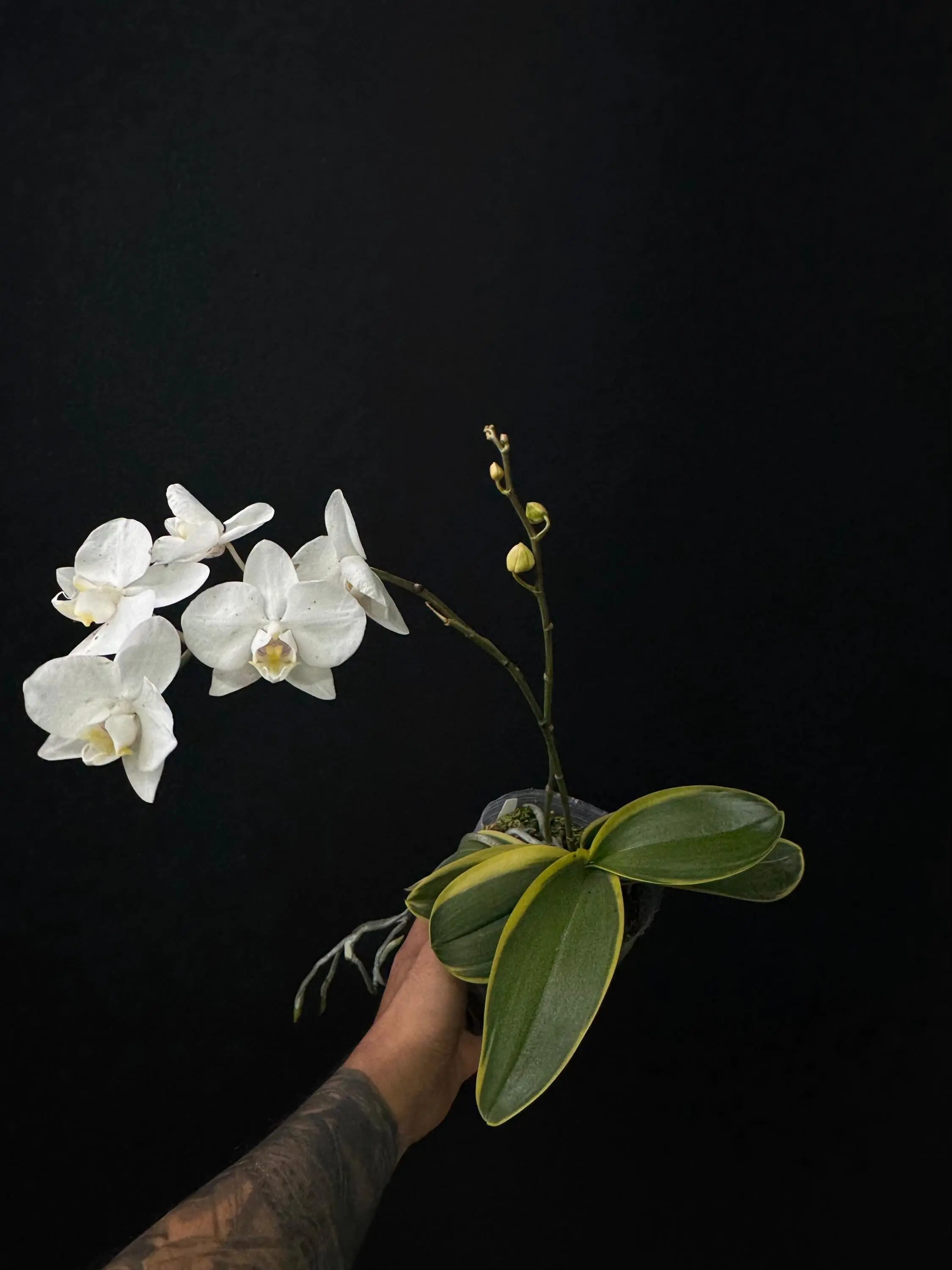 Phalaenopsis amabilis outer variegata