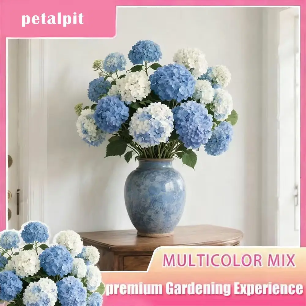 【PetalPit】Giant Snowball Hydrangea Natural Seeds Flowers, Decorative Round Blooms, Perennial Fast Growth Climbing Large-Flower Shrub Seeds for Outdoor Garden Planting, Potted Cultivation