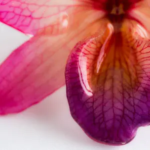 Pink Purple Nobile Orchid pin.