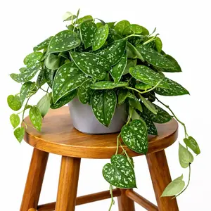 6" Scindapsus Pictus Argyraeus "Speckled Satin Pothos", Beginner Friendly Live Houseplant, Indoor Plant