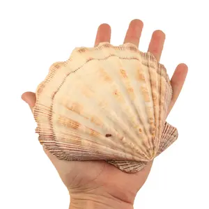 Lions Paw Shell 5"- 6" Natural Decorative Shell for Smudging and Cleansing Bowl Sustainably Sourced Family Owned