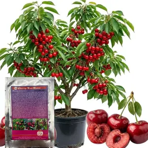 10 Pcs Cherry Seed Fruit for Planting Outdoor-Non-GMO Heirloom Sweet Juicy Fruits Plant in Your Home Garden