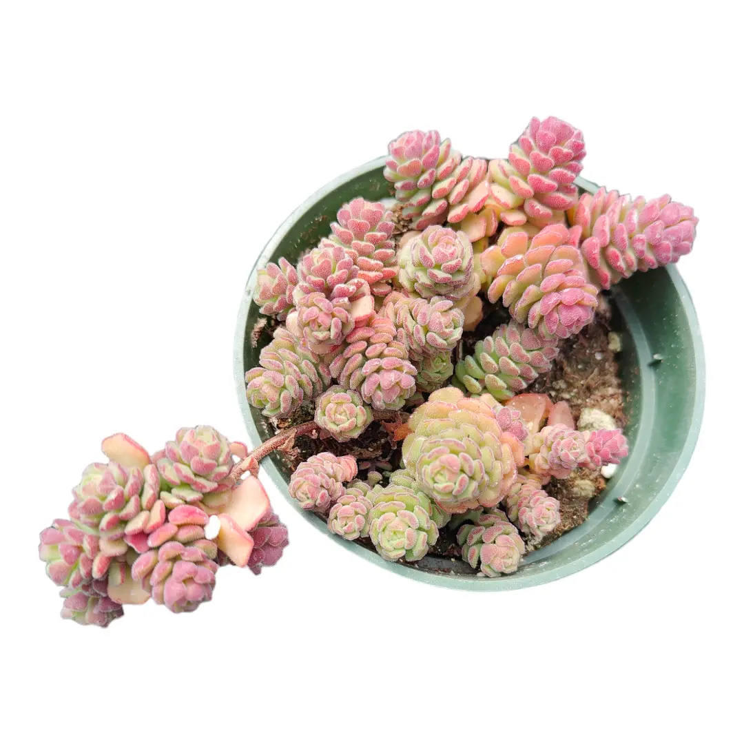 Sedum versadense Korean Succulent Sedum versadense Korean Succulent