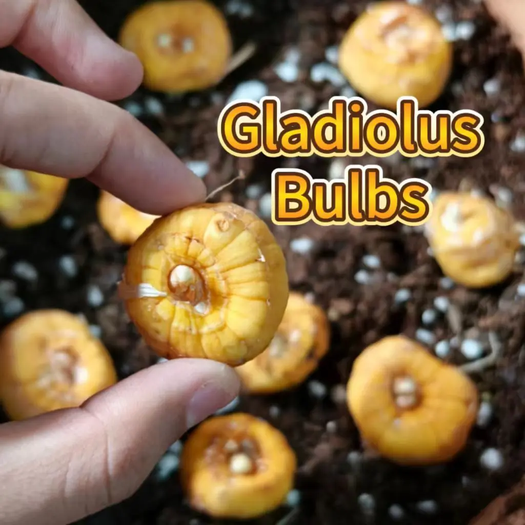 2 Gladiolus Bulbs Perennial Flower Bulbs for Planting Home Garden Patio Cut Flower Arrangement Lovers