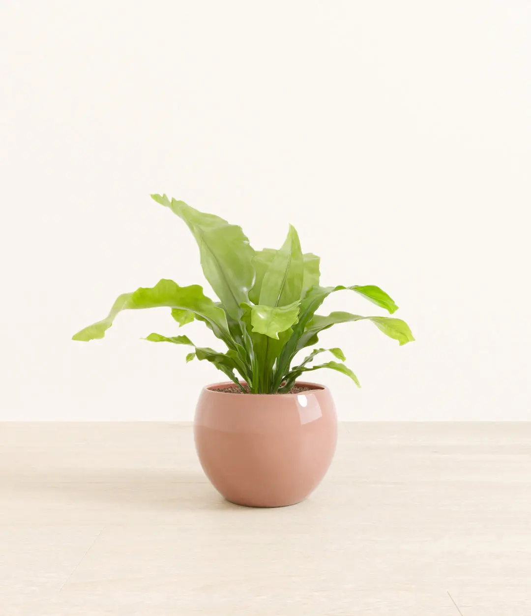 Birds' Nest Fern