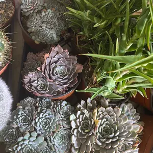 echeveria pick 6 inch pot Succulent