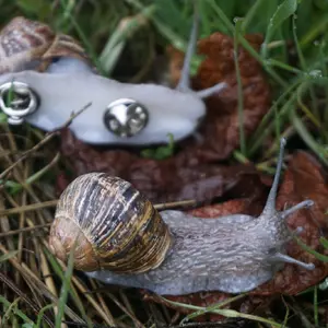 Snail Pin with REAL Garden Snail Shell and double posts
