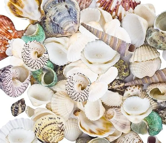 Beach Shell Theme 80~85pcs Sea Shells Mixed Beach Seashells for Beach Theme Party Wedding ...