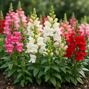 Snapdragon Seeds – Tall Colorful Flower Seeds for Garden Beds, Easy Grow Outdoor