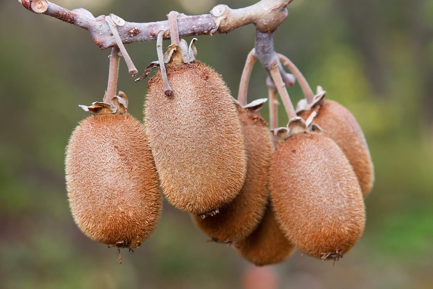 Kiwi Fruit Seeds (25 Seeds) Kiwi, Kiwi Fruit, Chinese Gooseberry, Actinidia chinensis, Actinidia,