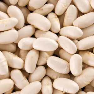 Heirloom Cannellini Bean Seeds - Italian Organic and Regenerative Bean sEEDS