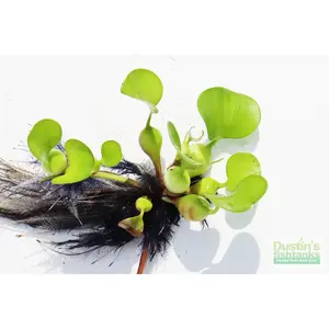 Water Hyacinth