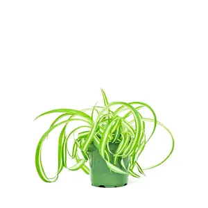 Spider Plant 'Bonnie', Small
