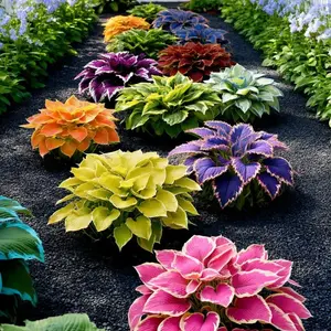 Hosta Seeds – Perennial Shade Plant for Garden and Yard Plant Seeds Rare Hosta Flower Seeds for Perennial Shade Garden Ornamental Foliage for Landscaping Outdoor Easy To Grow Hummingbird Attractors Family Activity