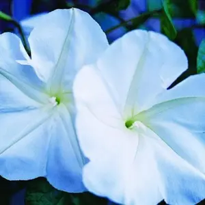 Moonflower Seeds for Planting - Night Blooming Sunflower (20 Seeds)