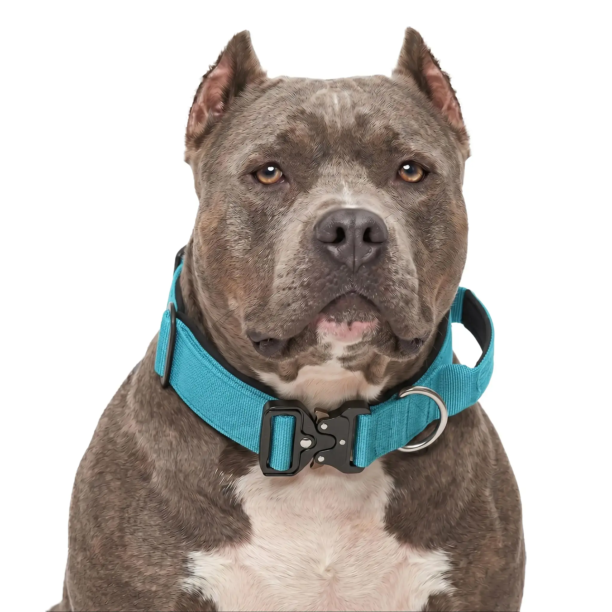 Solid Heavy Duty Teal Blue Polyester Web Dog Collar - Non-Customized, Ultra-Strong Metal Buckle, Control Handle, Breathable Inner Padding, Chafe-Free Fit for Large Active Powerful Breeds, Everyday Walks