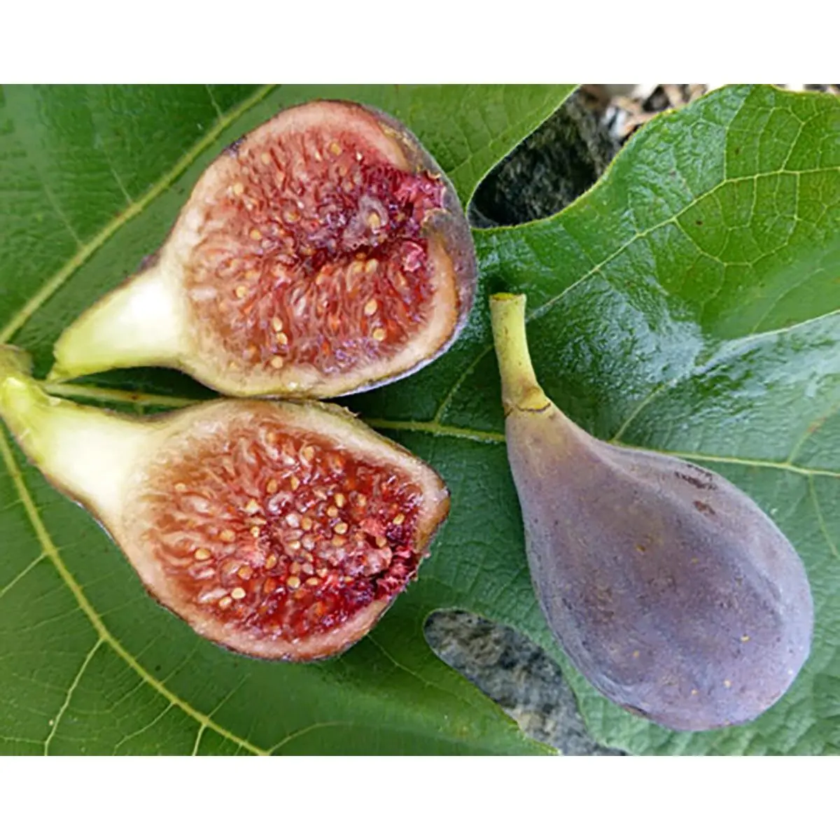 Fig Tree Seeds Ficus Carica for Sweet Fruit Fast Growing Shrub Seeds US Seller Easy to Grow Heirloom Seeds All Seasons Zone 7 & 8
