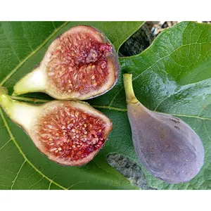 Fig Tree Seeds Ficus Carica for Sweet Fruit Fast Growing Shrub Seeds US Seller Easy to Grow Heirloom Seeds All Seasons Zone 7 & 8