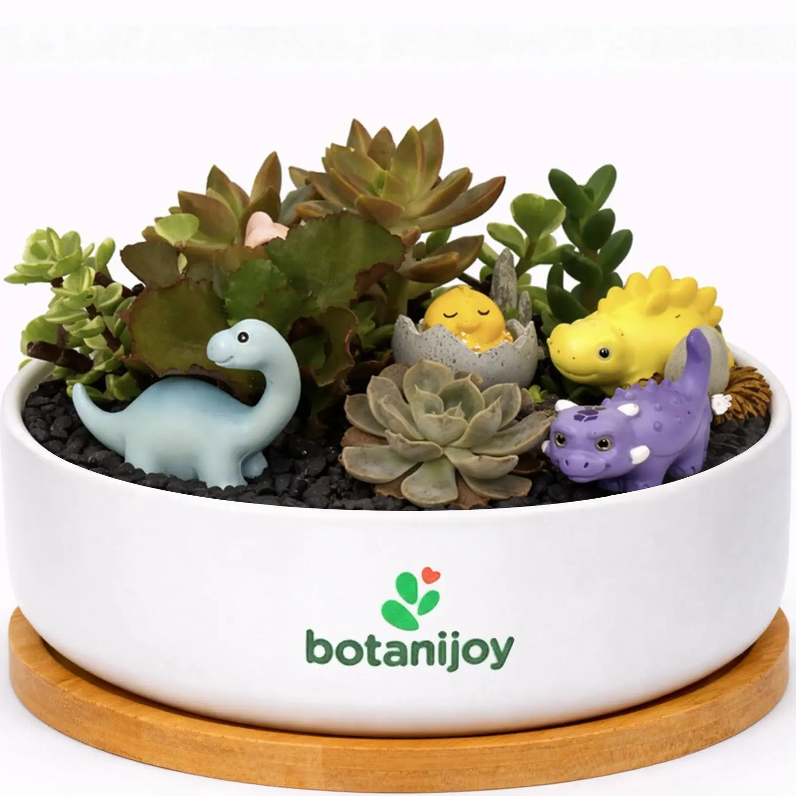 Botanijoy -  Dinosaur world Tales Live Plant Succulent Kit - Indoor Home Decor for Plant Lovers, Garden Supplies