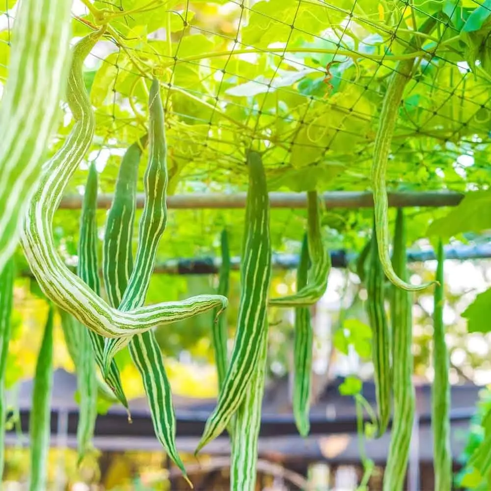 30+ Seed Snake Gourd Seeds for Planting Outdoor- Perennial Exotic Long Snake Like Gourds Fruit Seeds Heirloom Non-GMO