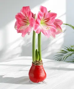 Red Waxed Amaryllis with Pink Flower
