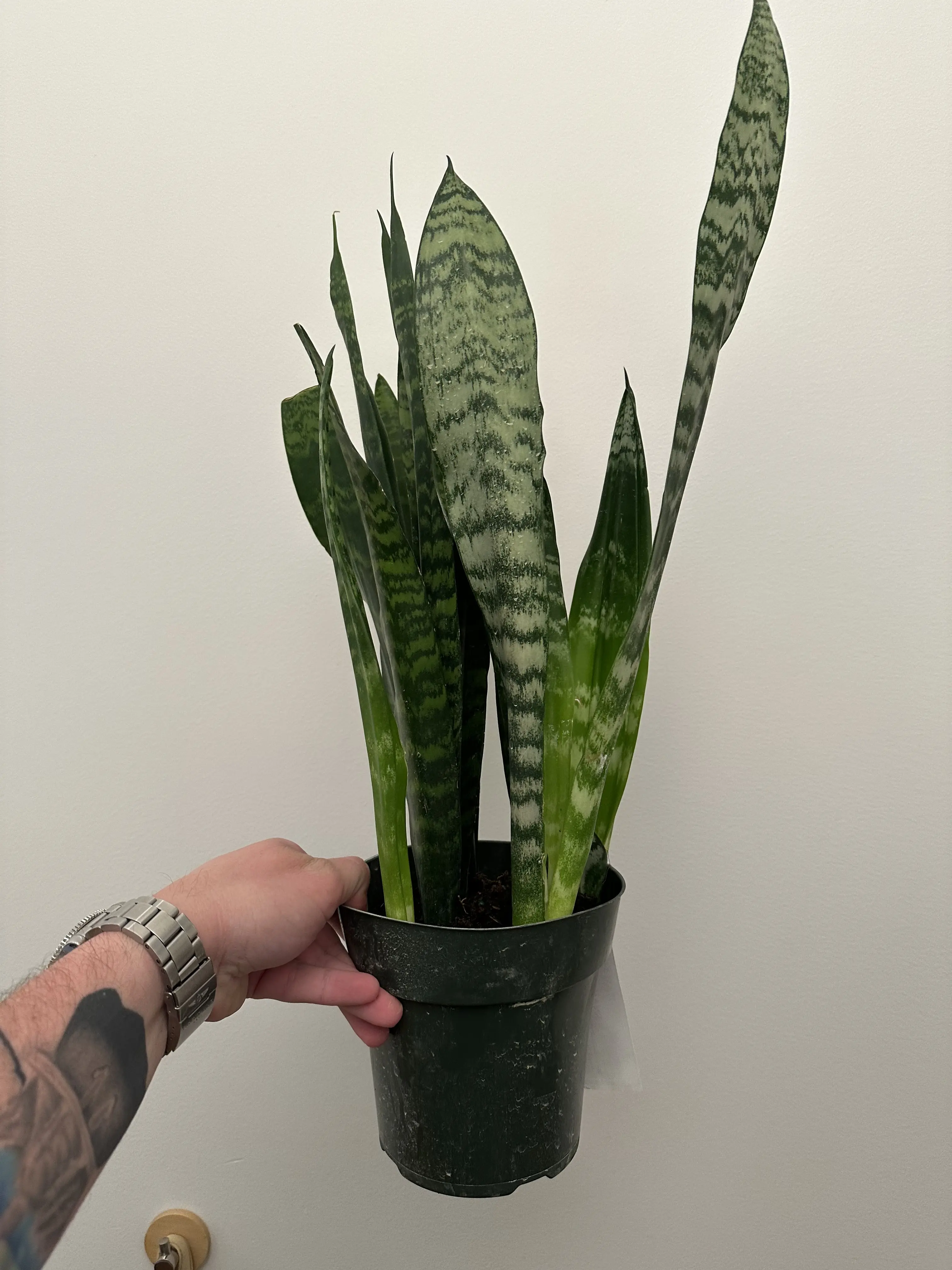 Medium/Large Snake Plant
