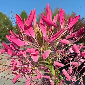 Green River 100 Cerise Clome Spider Seeds - lupine flower seeds, vibrant annual flower seed pack - Compact blooms for borders, drought-tolerant plants, butterfly favorite, premium garden seeds, ideal for summer displays, limited seasonal stock