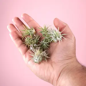 10 Pack Baby Air Plants - Tillandsia Plants