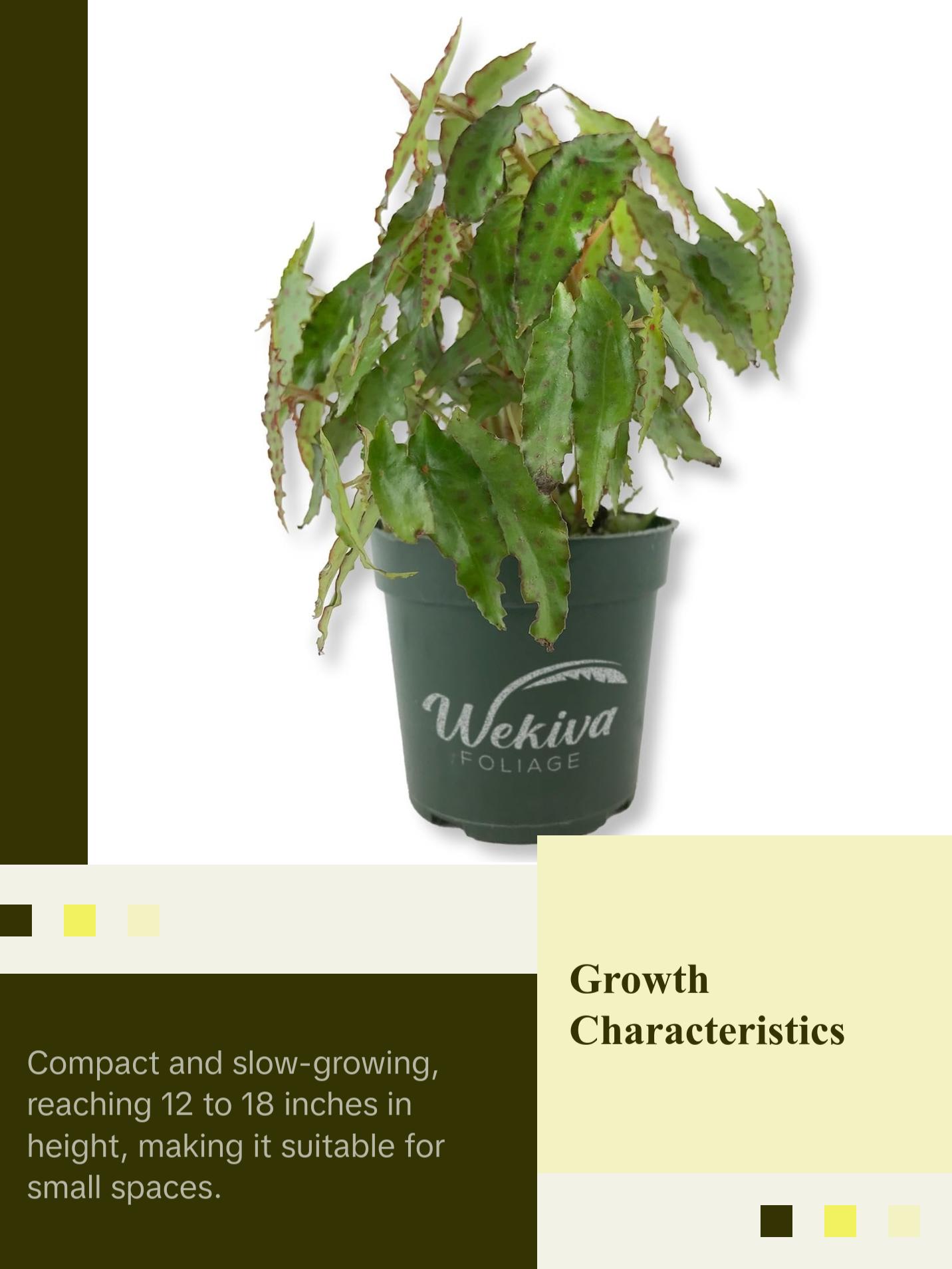 Pink Spotted Begonia - Live Plant in a 4 Inch Pot - Begonia Amphioxus - Rare and Beautiful Tropical Indoor Houseplant - Air Purifying Pink Spotted Begonia - Live Plant in a 4 Inch Pot - Begonia Amphioxus - Rare and Beautiful Tropical Indoor Houseplant - Air Purifying