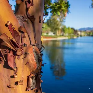 River Birch Tree Seeds | Black Birch | (Betula nigra)